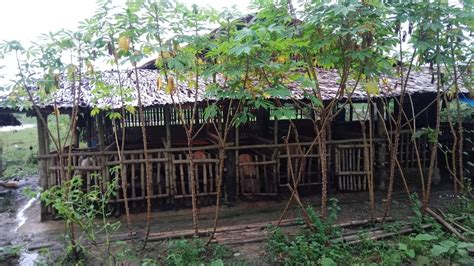 philippine law on backyard piggery|Backyard and Commercial Piggeries in the Philippines: .